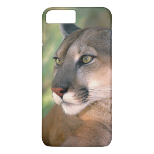 Puma, Kalifornien