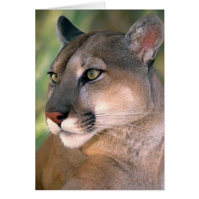 Puma, Kalifornien Hälsningskort (Framsidan)