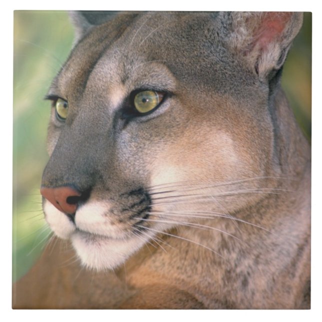 Puma, Kalifornien Kakelplatta (Framsidan)