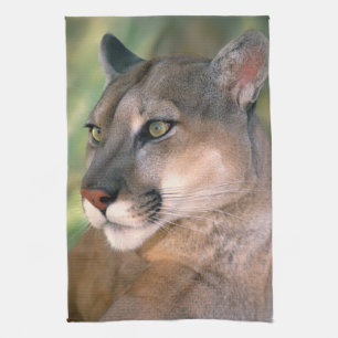 Puma, Kalifornien Kökshandduk