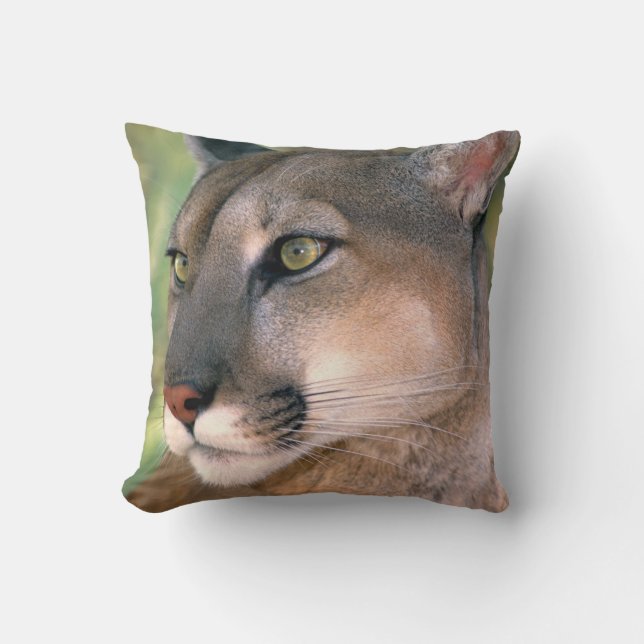 Puma, Kalifornien Kudde (Framsida)