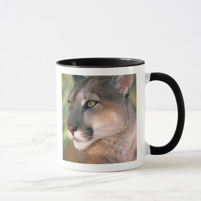 Puma, Kalifornien Mugg (Höger)