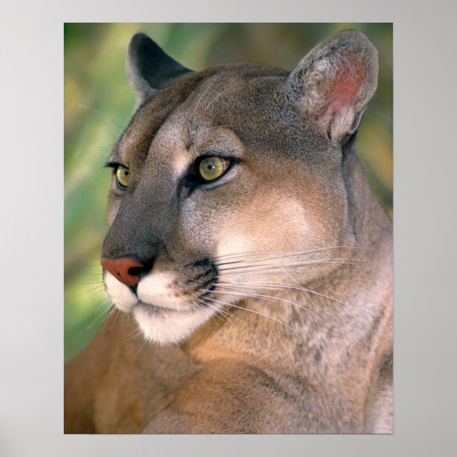 Puma, Kalifornien Poster (Framsidan)
