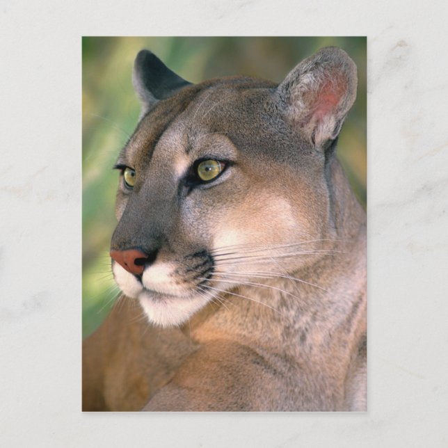 Puma, Kalifornien Vykort (Framsida)