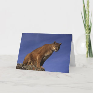 Puma Kort