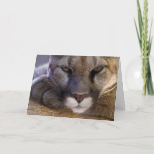 Puma Kort