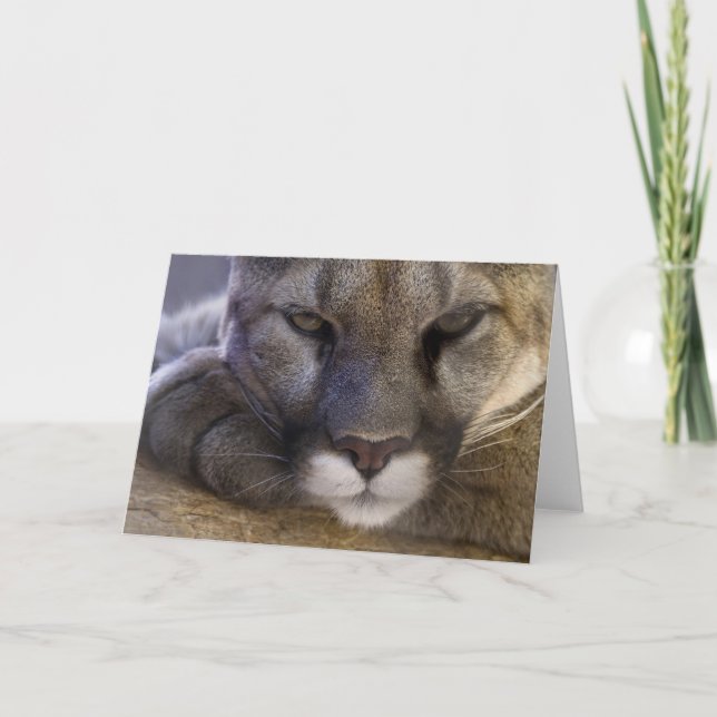 Puma Kort (Framsida)