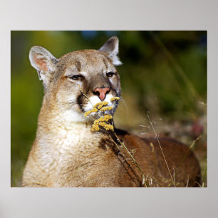 Puma - lukta blommorna poster