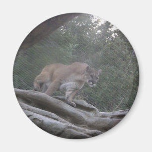 Puma Magnet