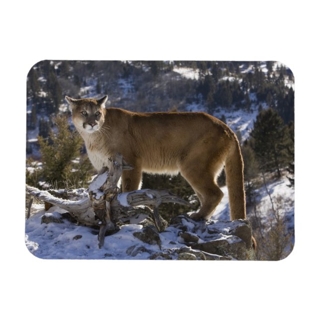 Puma Magnet (Horisontell)