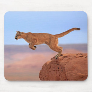 Puma Musmatta
