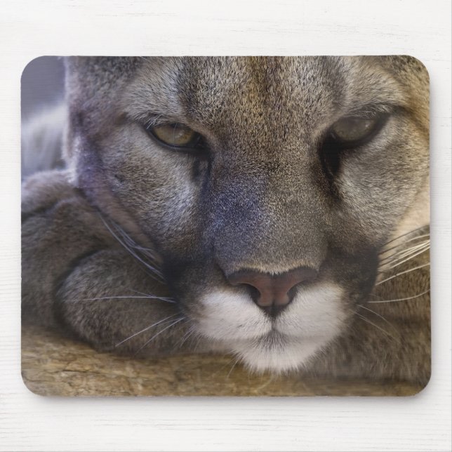 Puma Musmatta (Framsidan)