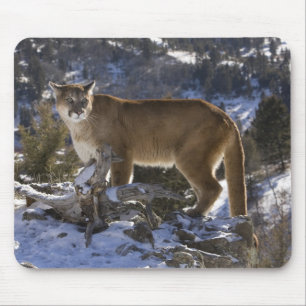Puma Musmatta