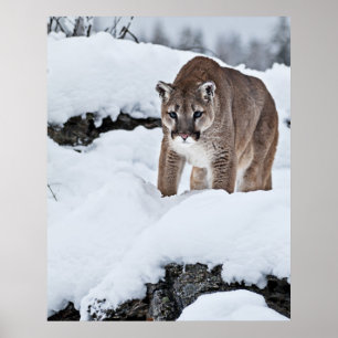 Puma på jakten poster