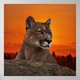 Puma på solnedgången poster