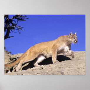 Puma på stjälktrycket poster