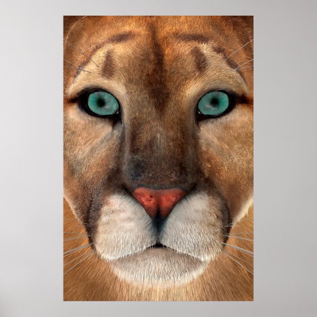Puma Poster (Framsidan)