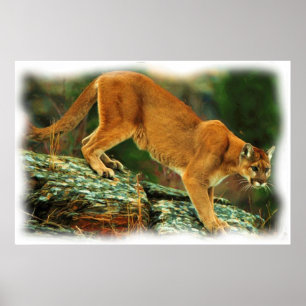 PUMA POSTER