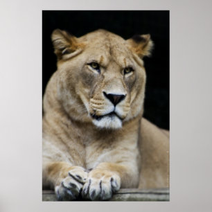 Puma Poster