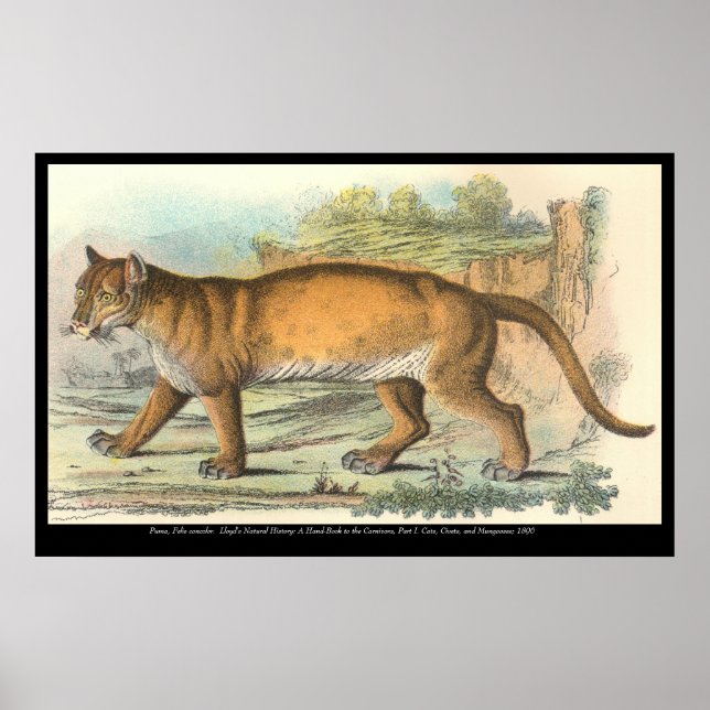 Puma Poster (Framsidan)