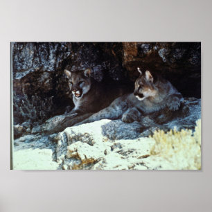 Puma Poster