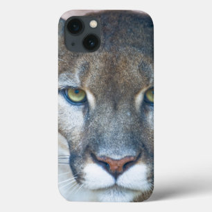 Puma puma, Florida panter, puma 2