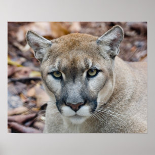 Puma puma, Florida panter, puma Poster