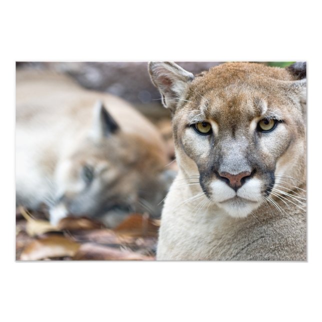 Puma, puma, Florida-panther, Puma Fototryck (Framsidan)