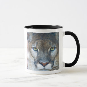 Puma, puma, Florida-panther, Puma Mugg
