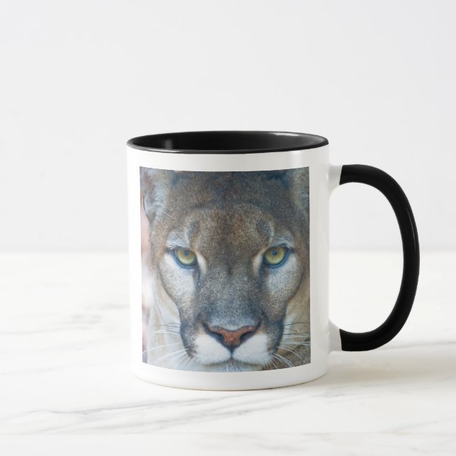 Puma, puma, Florida-panther, Puma Mugg (Höger)