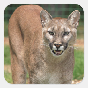 Puma puma fyrkantigt klistermärke