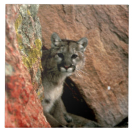 Puma - pumafoto kakelplatta