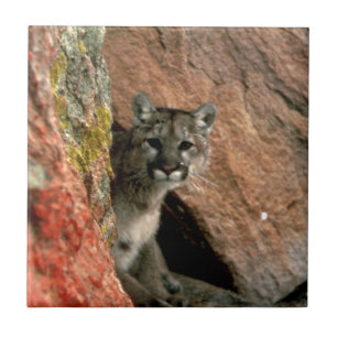 Puma - pumafoto kakelplatta