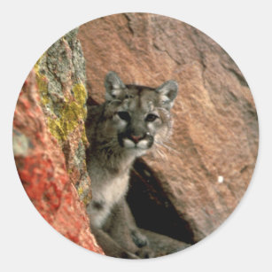 Puma - pumafoto runt klistermärke