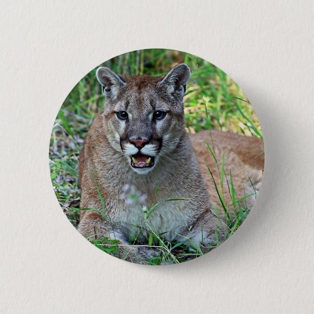 Puma som klagar knapp (Framsida)