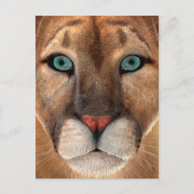 Puma Vykort (Framsida)