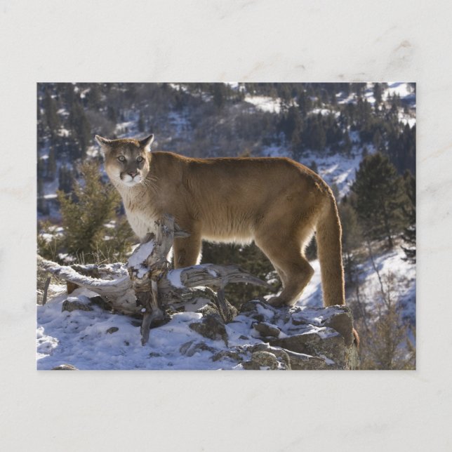 Puma Vykort (Framsida)