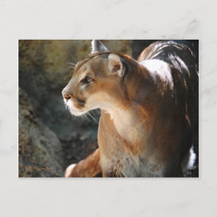Puma Vykort