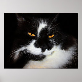 Pumakatt Poster