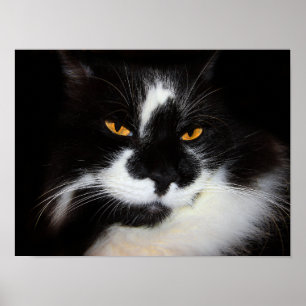 Pumakatt Poster