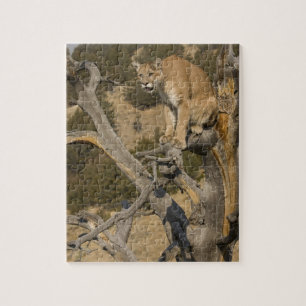 Puman, även kallad cougar; Puma concolor, 2 Pussel