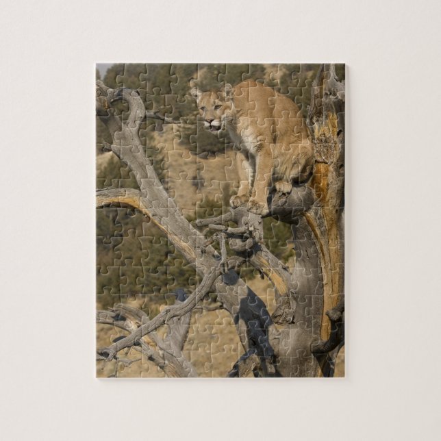 Puman, även kallad cougar; Puma concolor, 2 Pussel (Vertikal)