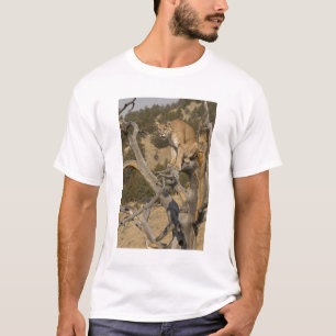 Puman, även kallad cougar; Puma concolor, 2 T Shirt