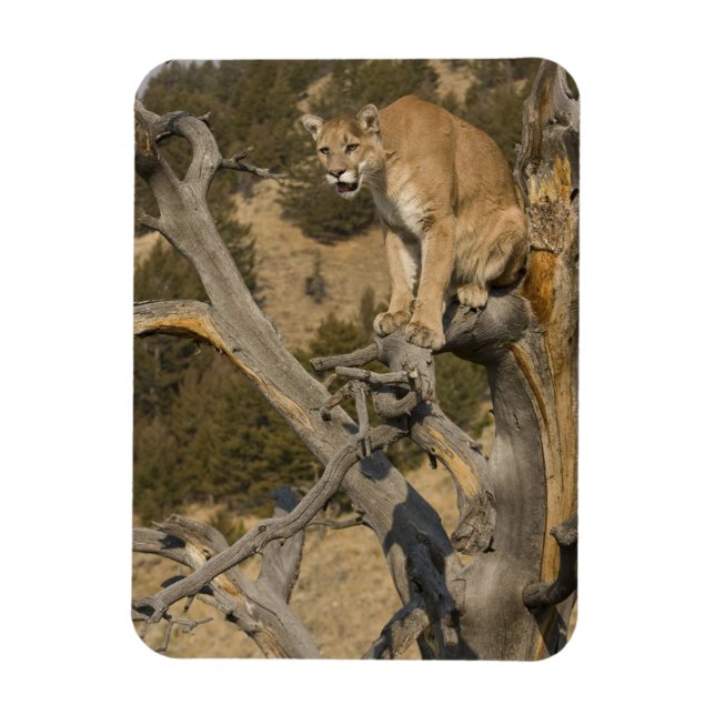 Puman, även kallad puma, cougar; Puma concolor, 2 Magnet (Vertikal)