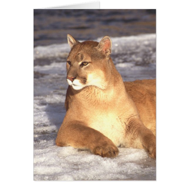 Puman vilar hälsningskort (Framsidan)