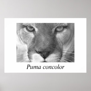 Pumapumaconcolor Poster
