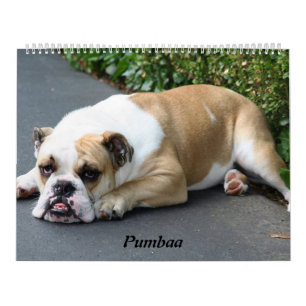 Pumbaa Kalender