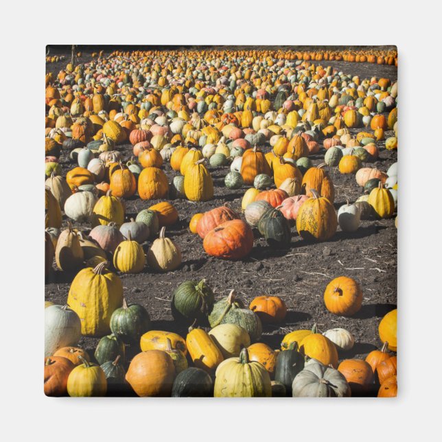 Pumkins Magnet (Framsidan)