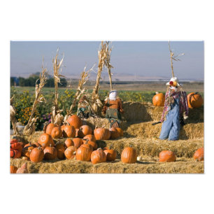Pumpa display med höbalar och fågelskrämmor fototryck