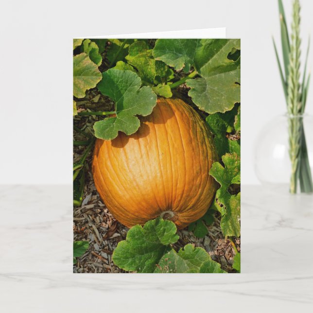 Pumpa lappar kort (Framsida)